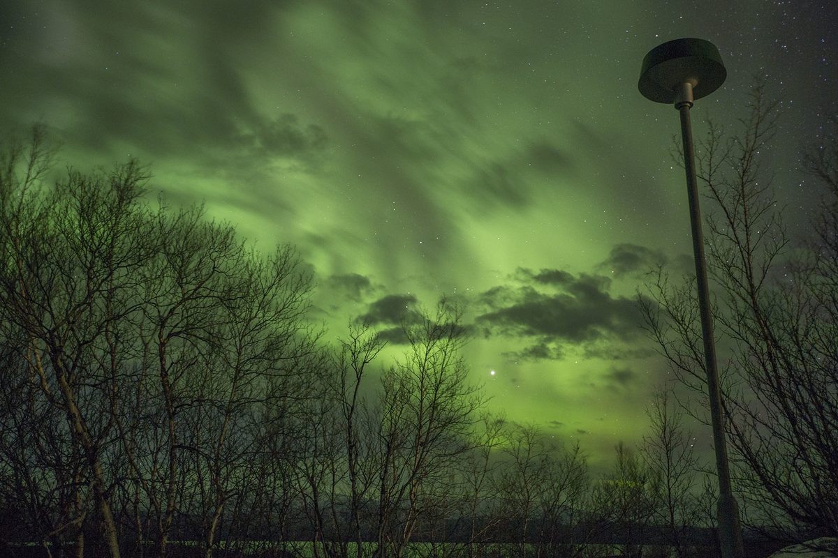 Green aurora covering the sky above bare birch trees and a street lamp in Abisko