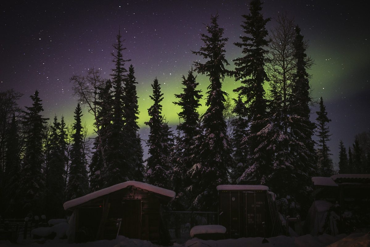 Green aurora shining over tall conifers and a cabin roof in Fairbanks