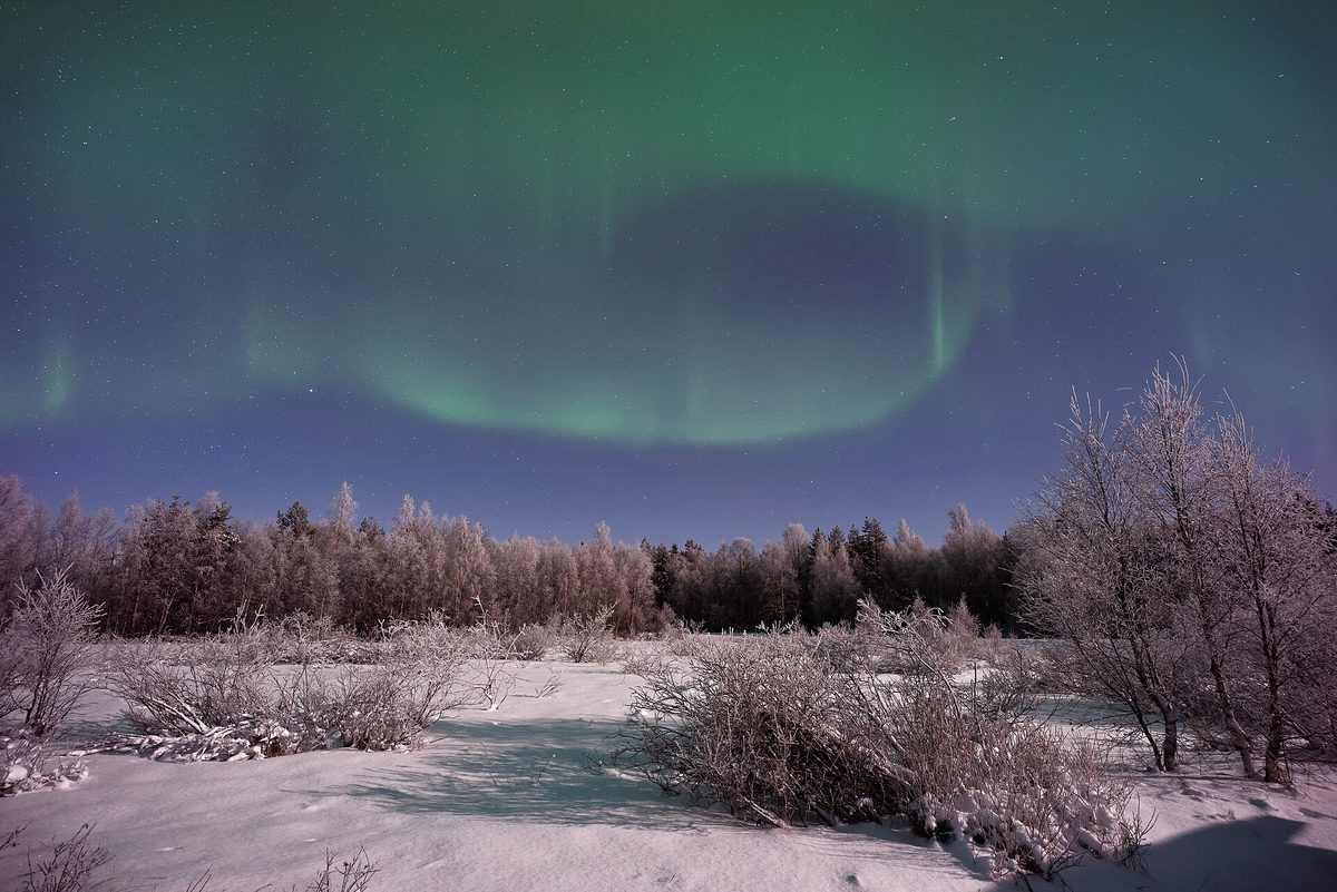 Green aurora arcing like a ribbon over frosted shrubs and a snowfield in Lapland